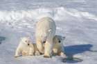 Norway, Svalbard. Polar bear mother and cubs on pack ice in Arctic Ocean. Coastal Print